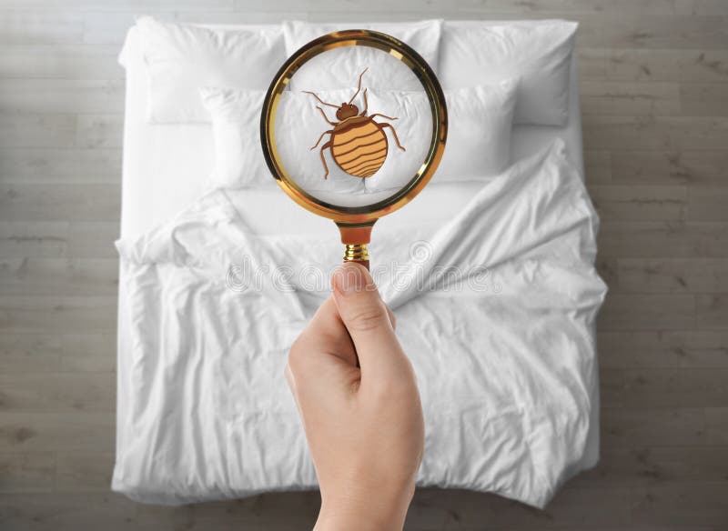 A Bed Bug Is Shown Under A Magnifying Glass With The Words Bed Bug