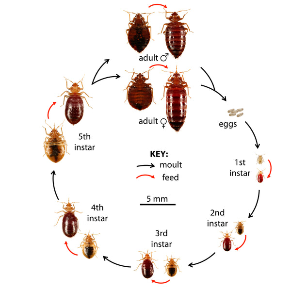 Bed Bug Pictures Guide: Expert Identification Tips