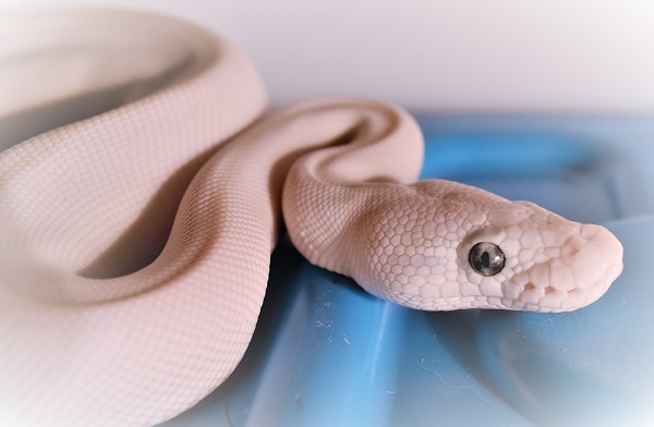 Blue Eyed Leucistic Ball Python Care The Full Guide