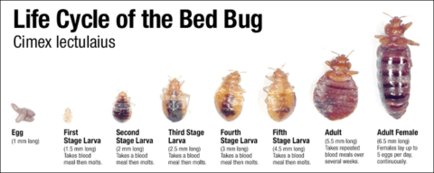 How To Spot Bed Bugs Images? Diy Detection Guide