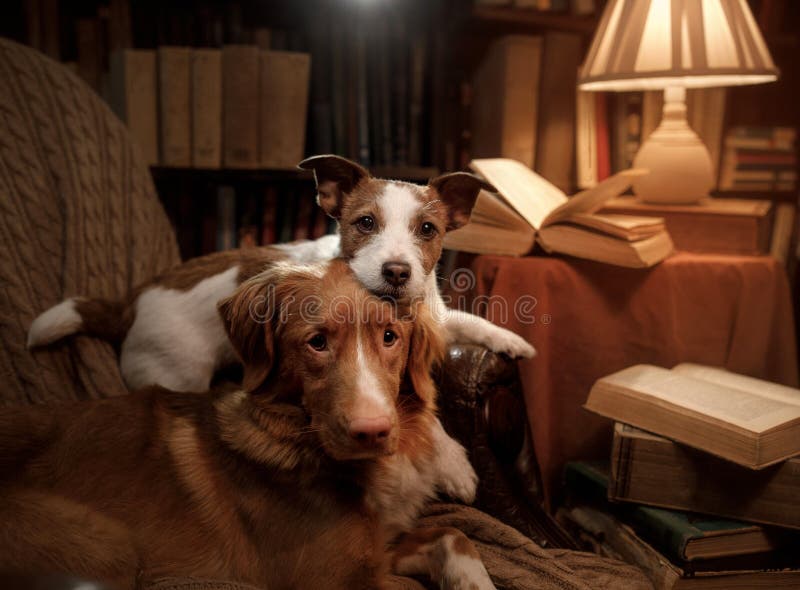 Jack Russell Library: Explore Free Books And Media