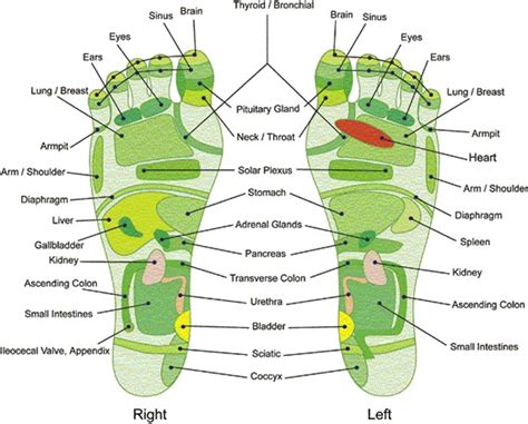 Printable Reflexology Foot Chart Web Foot Reflexology Chart