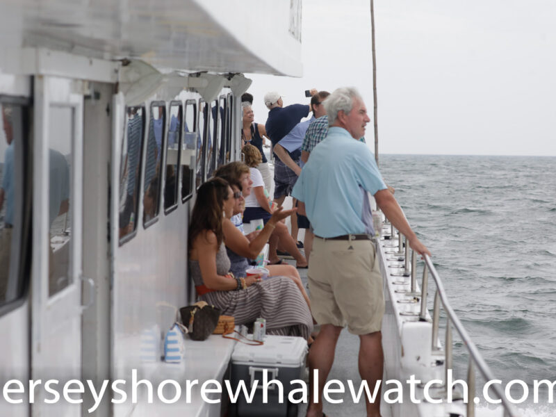 Whale Watching New Jersey